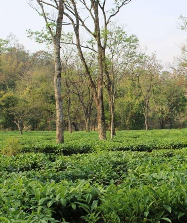 Assam Tea Gardens