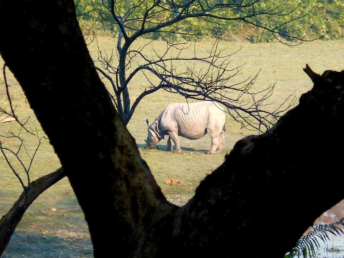 The endangered Rhino