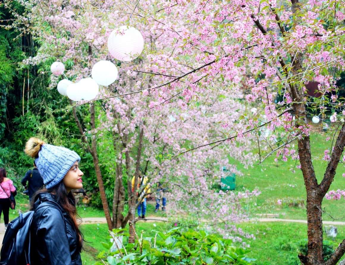 Cherry blossoms in Meghalaya